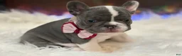 French Bulldog dogs for sale: Nola - Ad 6