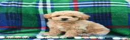 Bichpoo dogs for sale: Hoppy  - Ad 3