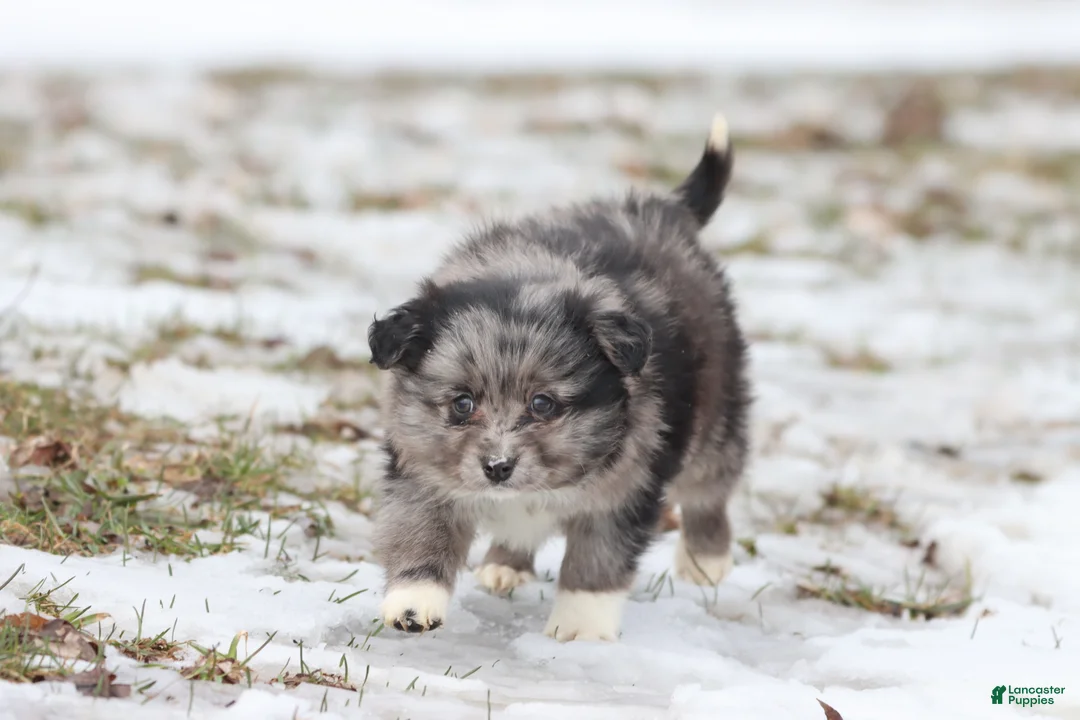 Mixed Breed dogs for sale: Blueberry Pancakes - Ad 1