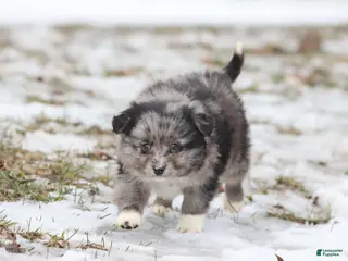 Mixed Breed dogs Blueberry Pancakes - Ad 9