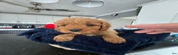 Cavapoo dogs for sale: Jordan - Ad 9