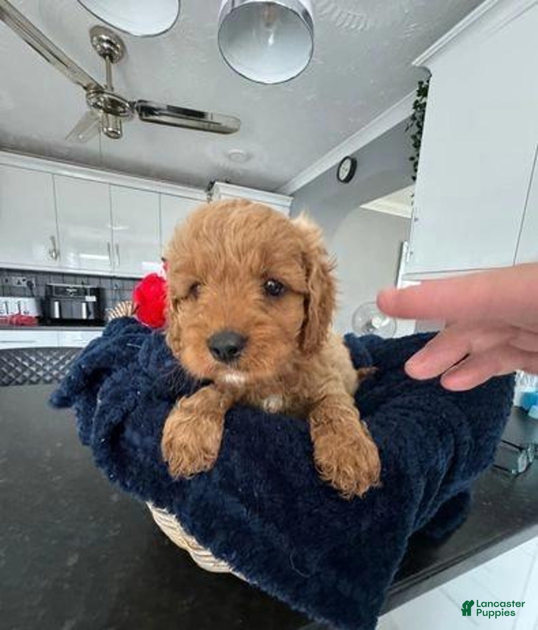 Cavapoo dogs for sale: Jordan - Ad 9