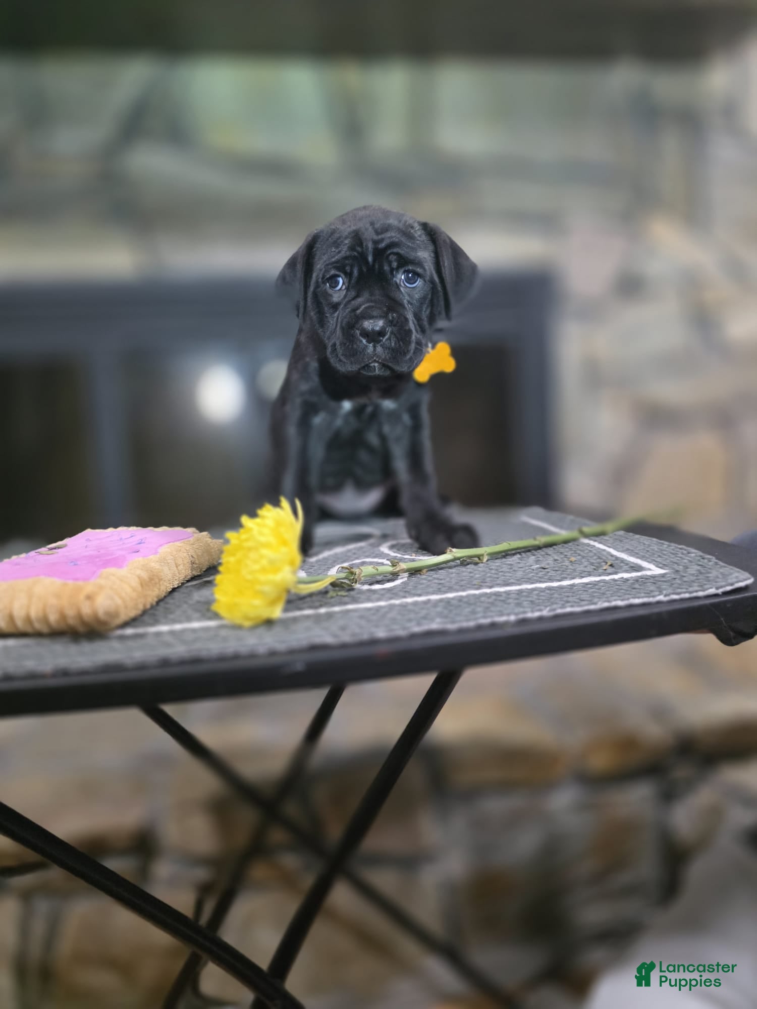 Cane Corso dogs Kira - Ad 1