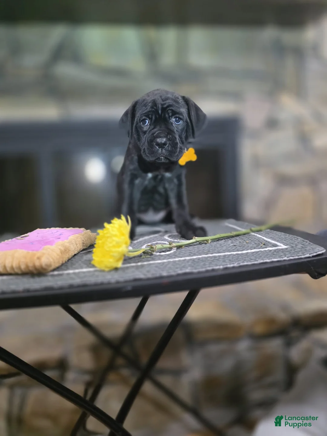 Cane Corso dogs for sale: Kira - Ad 1