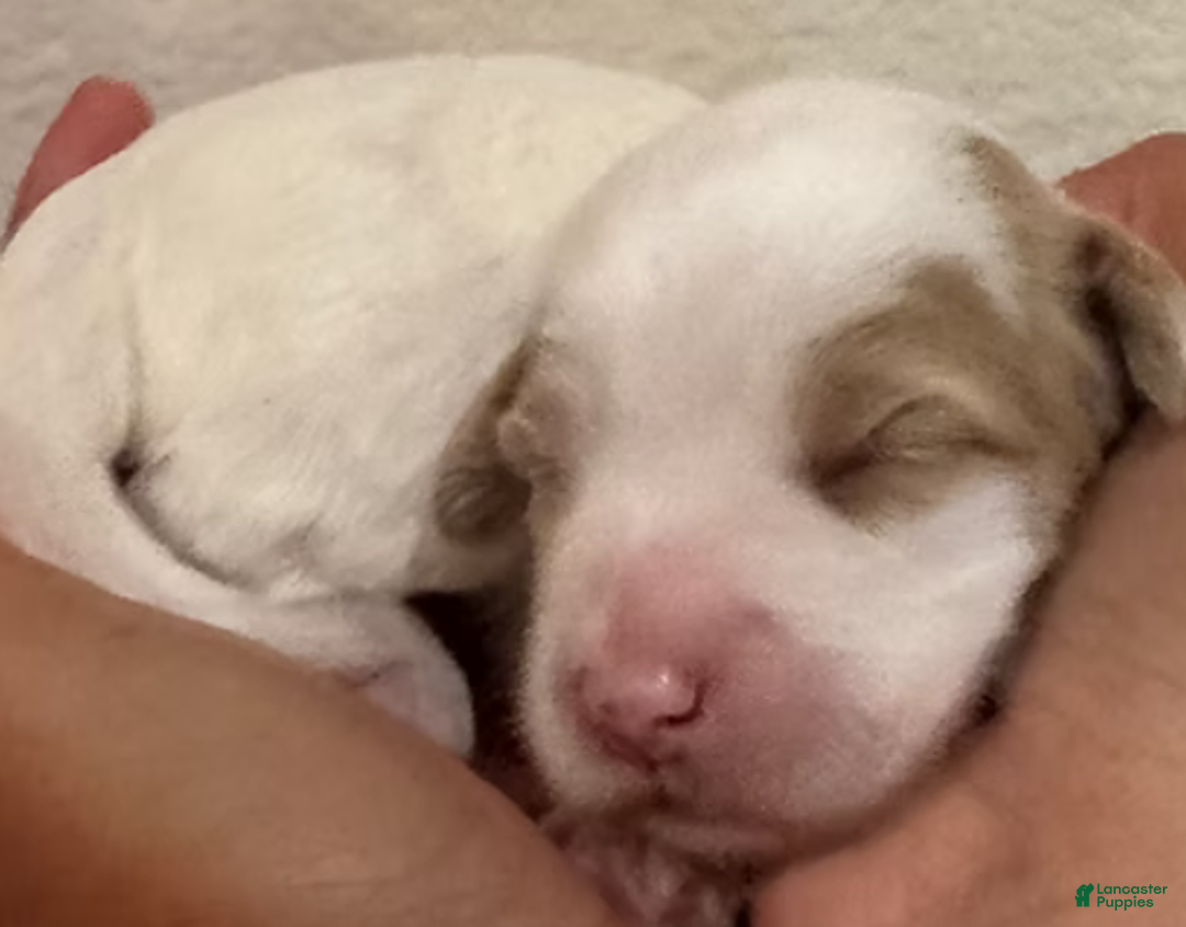 Mini Bernedoodle dogs for sale: Snow - Ad 8