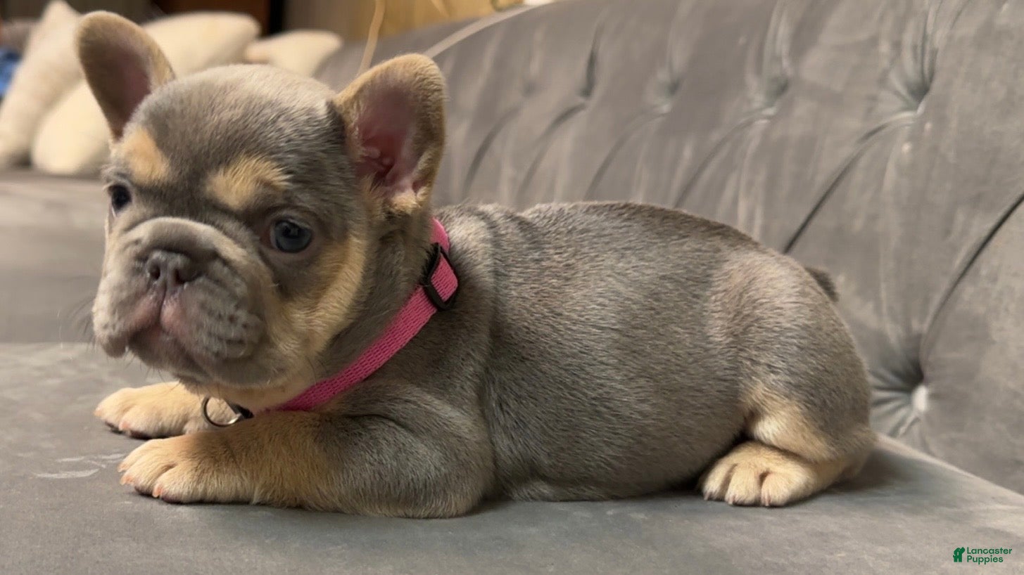 French Bulldog dogs for sale: Peppa - Ad 2