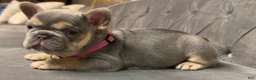 French Bulldog dogs for sale: Peppa - Ad 1