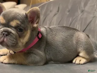 French Bulldog dogs for sale: Peppa - Ad 2