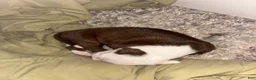 American Bully dogs for sale: Casper  - Ad 4