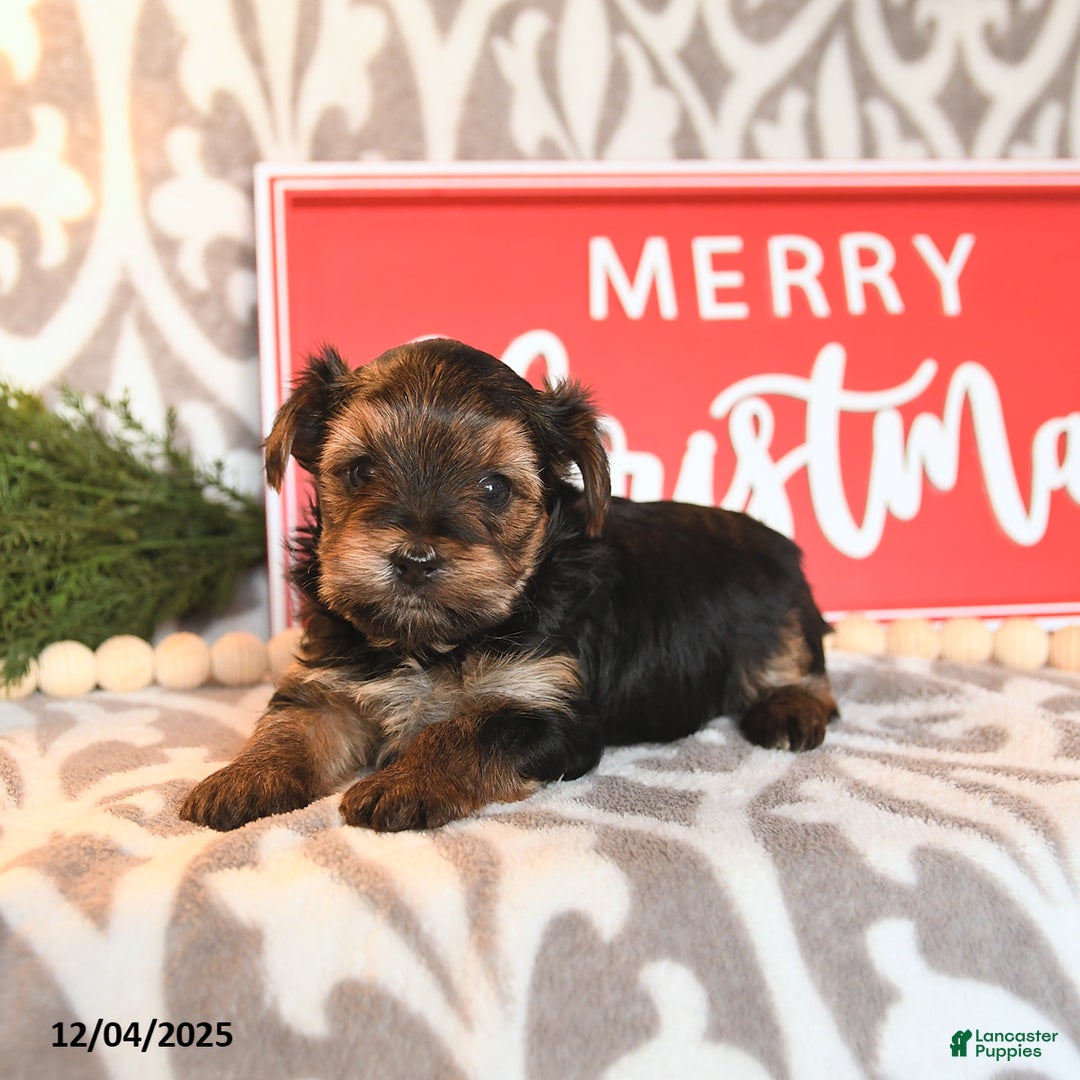 Yorkshire Terrier dogs for sale: Beth - Ad 4