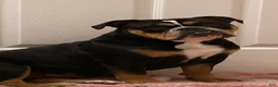 Mixed Breed dogs for sale: Black Tri - Ad 3