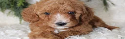 Miniature Poodle dogs for sale: Miniature Poodle 2 - Ad 3