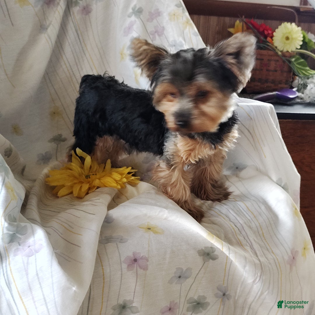 Yorkshire Terrier dogs for sale: Gerri - Ad 5