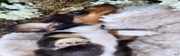 Miniature Dachshund dogs for sale: Pearl - Ad 10