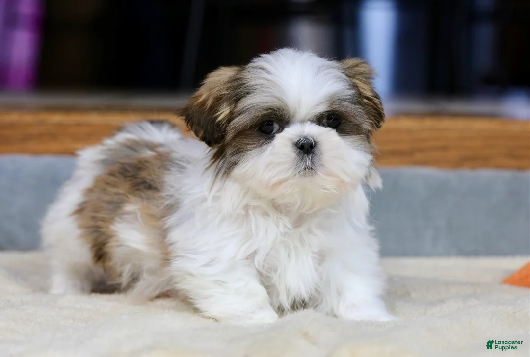 Shih Tzu dogs for sale: Wylee - Ad 2
