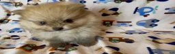 Pomeranian dogs for sale: Gelato - Ad 12