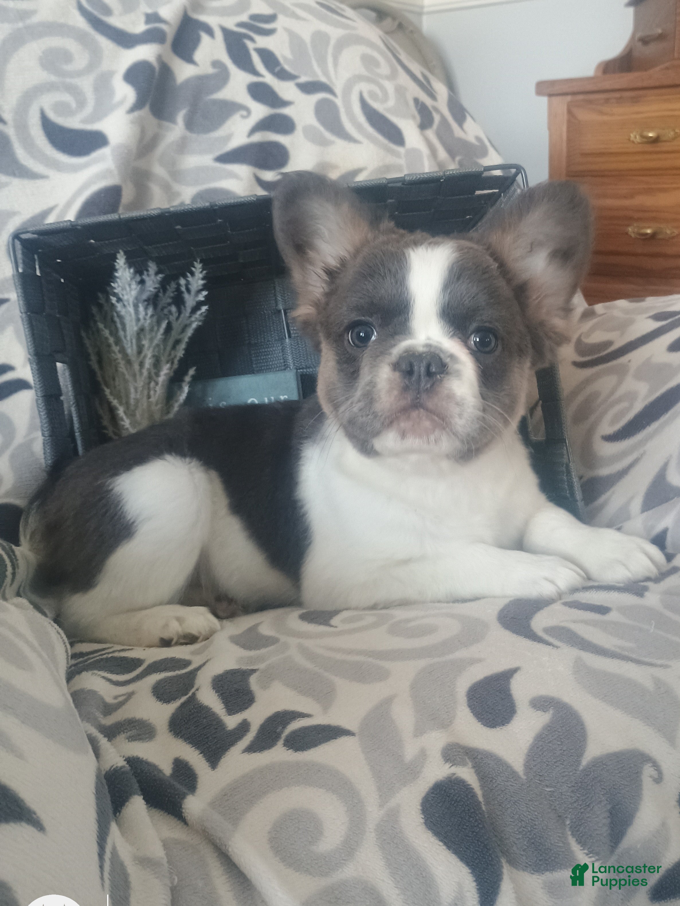 French Bulldog dogs Fluffy Tulip  - Ad 1