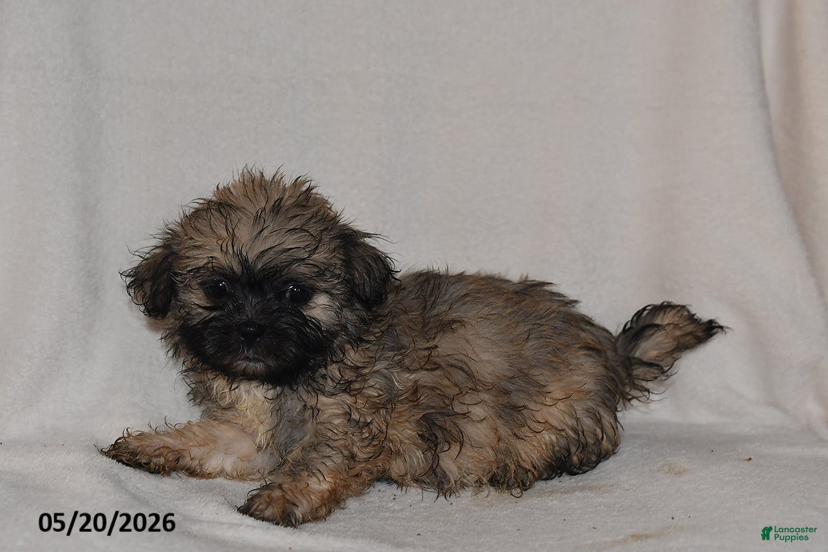Teddy Bear dogs Penny - Ad 2