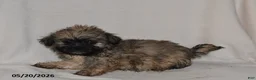 Teddy Bear dogs for sale: Penny - Ad 2