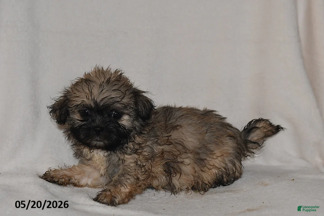 Teddy Bear dogs for sale: Penny - Ad 2