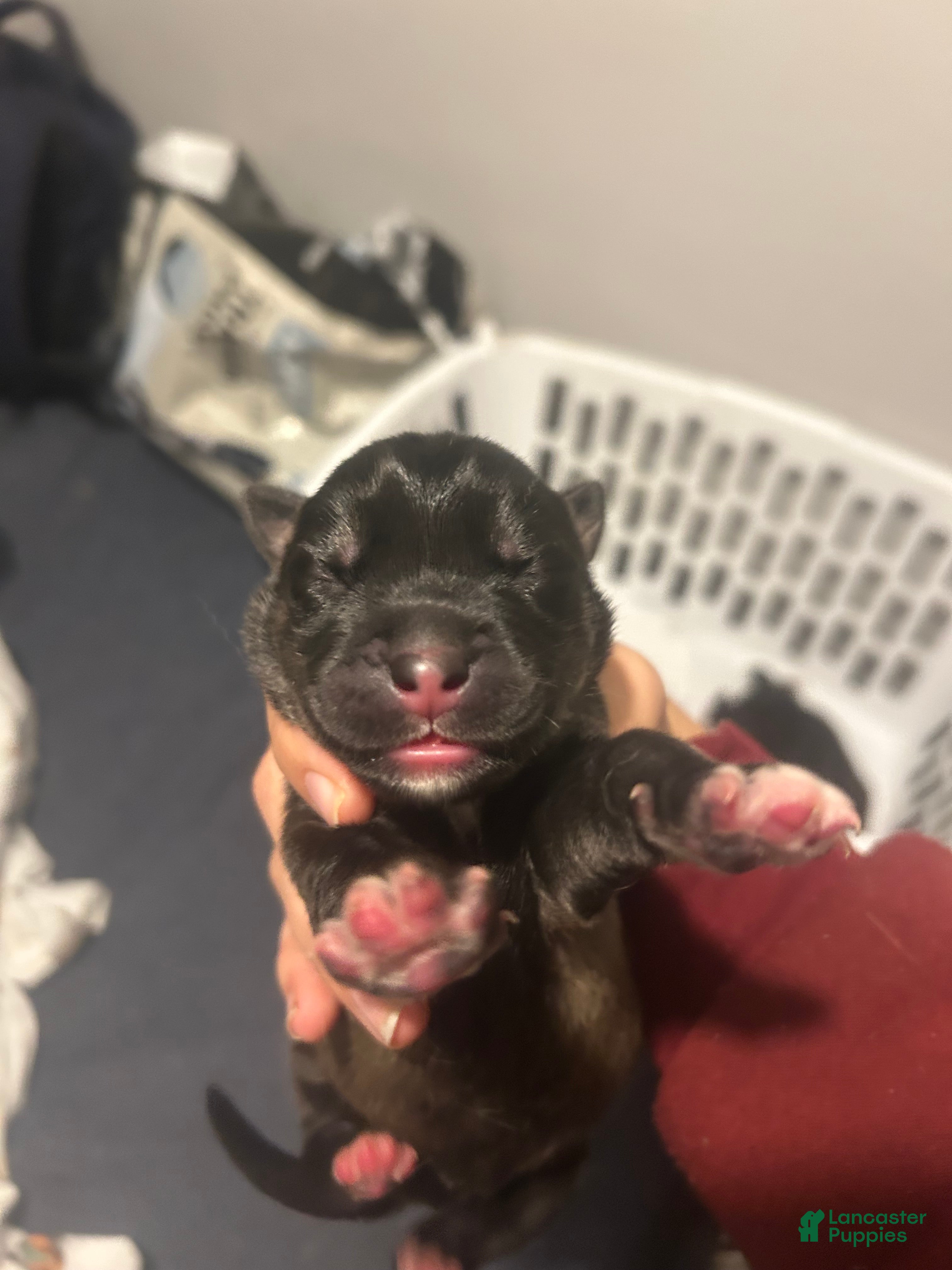 Goberian dogs Goberian Puppy 1 - Ad 15