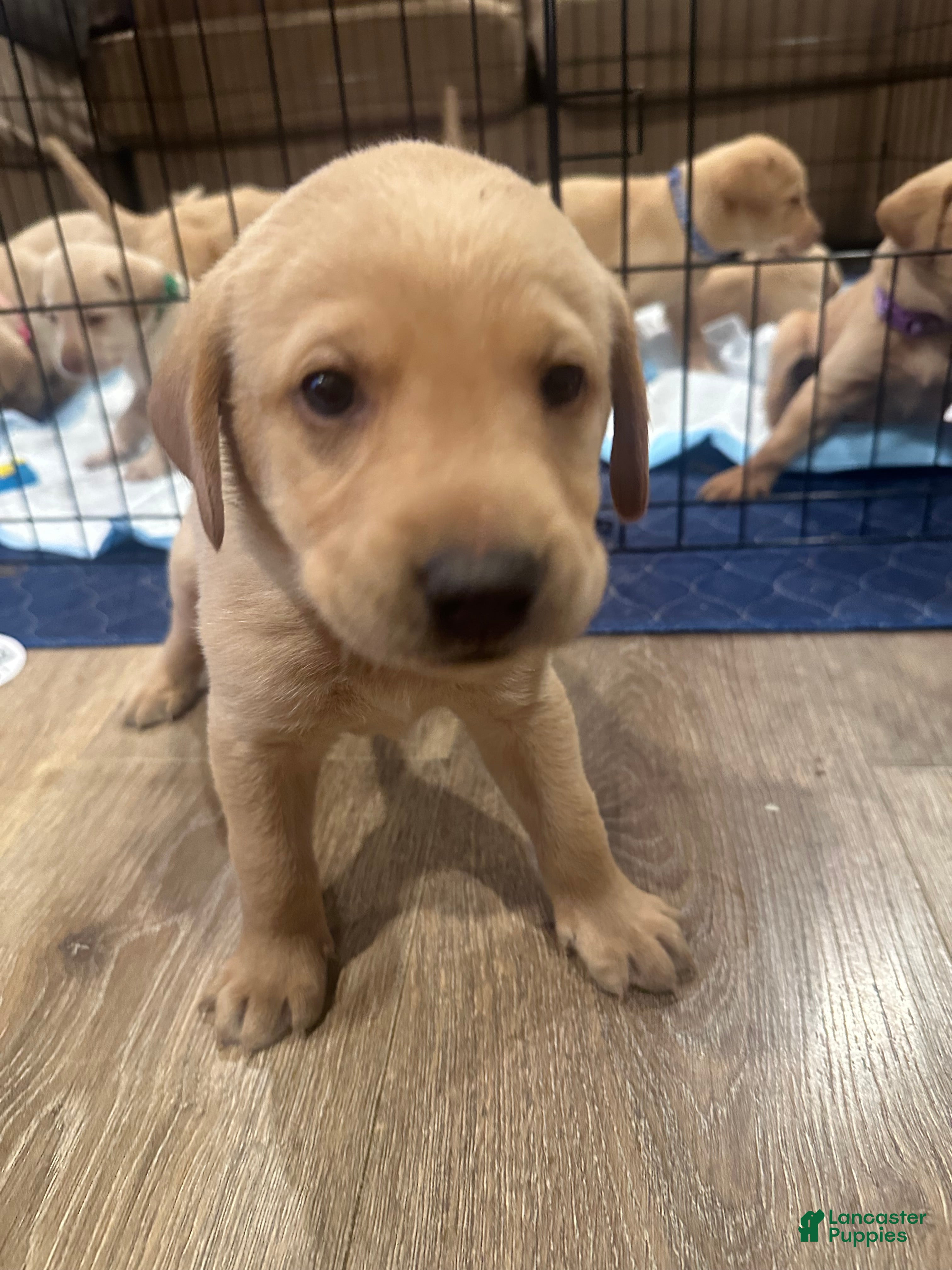 Labrador Retriever dogs Labrador Retriever Puppy 1 - Ad 1