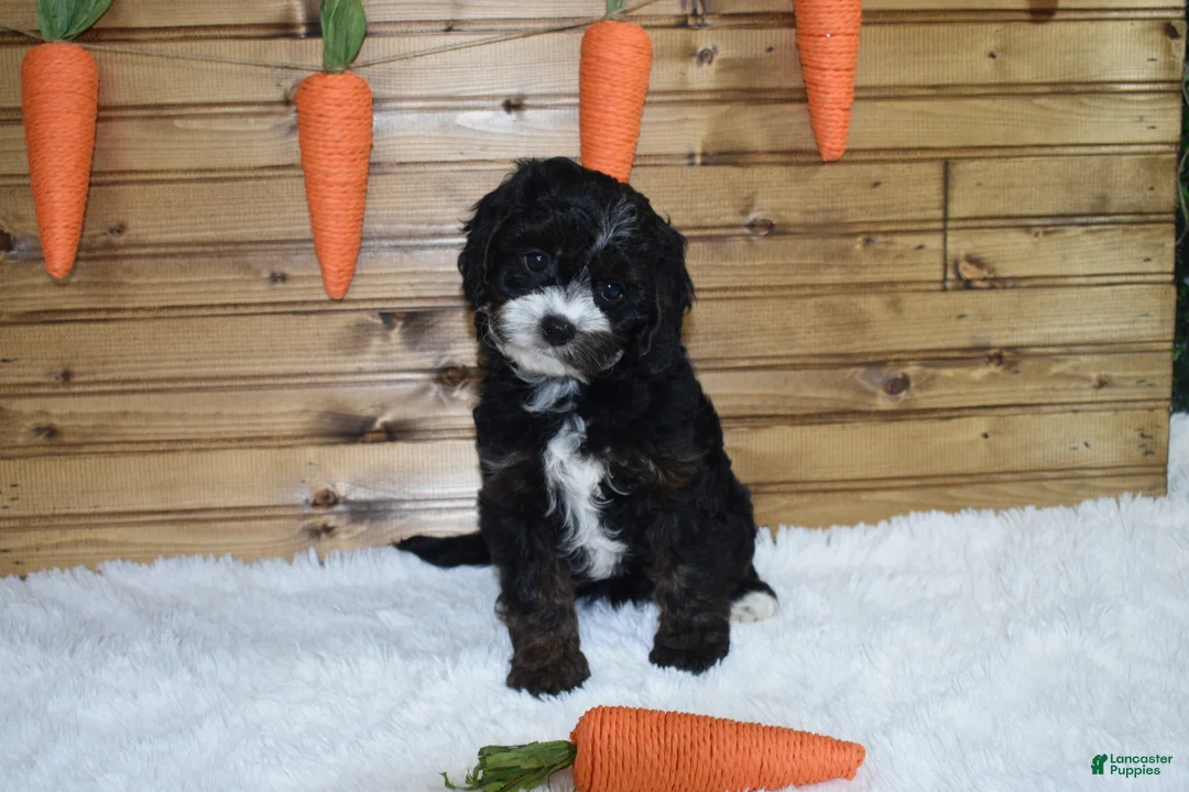 Cavapoo dogs for sale: Bristol - Ad 1