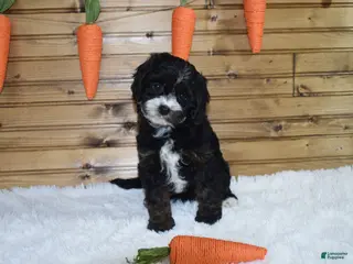 Cavapoo dogs for sale: Bristol - Ad 4