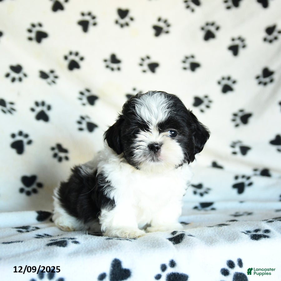 Shih Tzu dogs Nacho - Ad 22