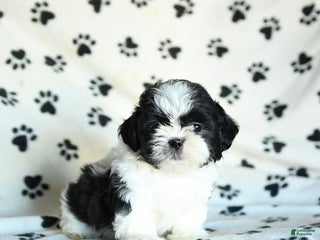 Shih Tzu dogs Nacho - Ad 3