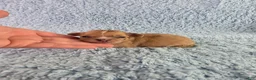 Chihuahua dogs for sale: AKC Nemo - Ad 5