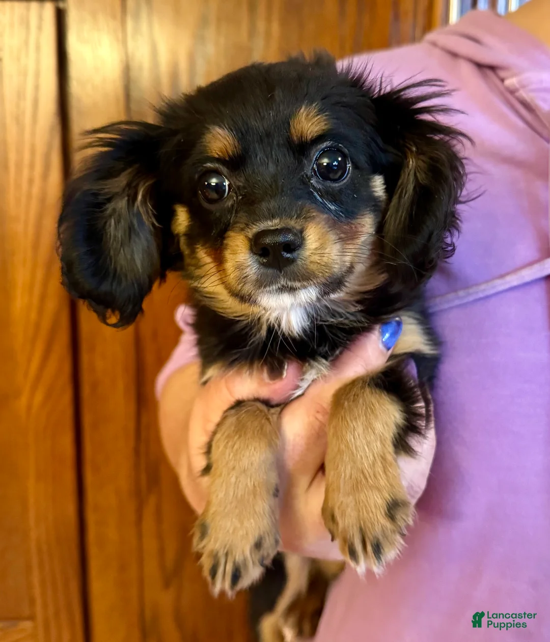 Mixed Breed dogs for sale: Cavalon Midnight - Ad 2