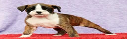 Boxer dogs for sale: Rose - Ad 1