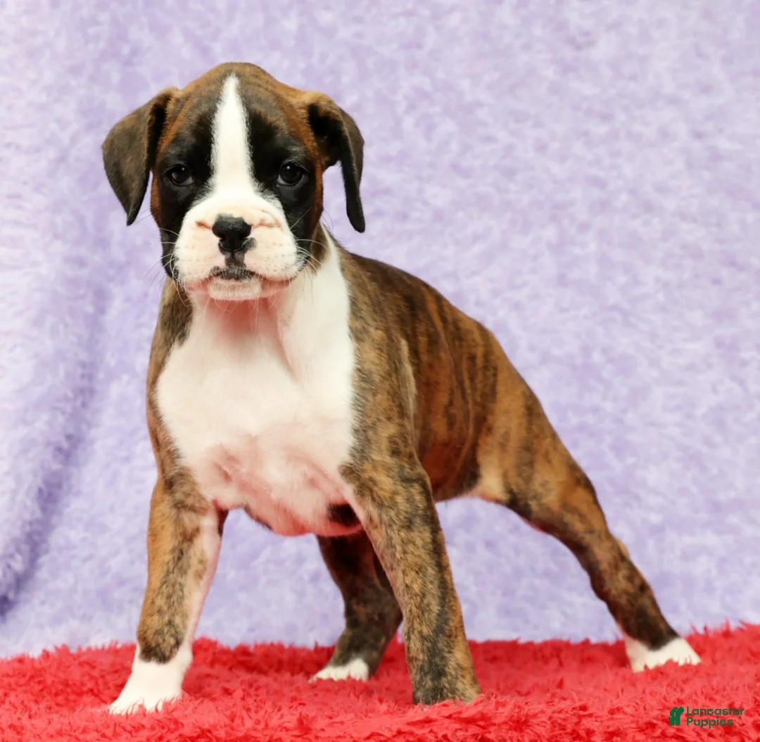 Boxer dogs for sale: Rose - Ad 1