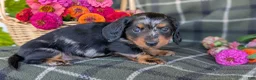 Dachshund dogs for sale: Tessa  - Ad 4