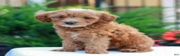 Cavapoo dogs for sale: Hunter  - Ad 2