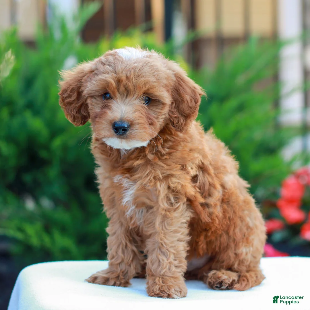 Cavapoo dogs for sale: Hunter  - Ad 2