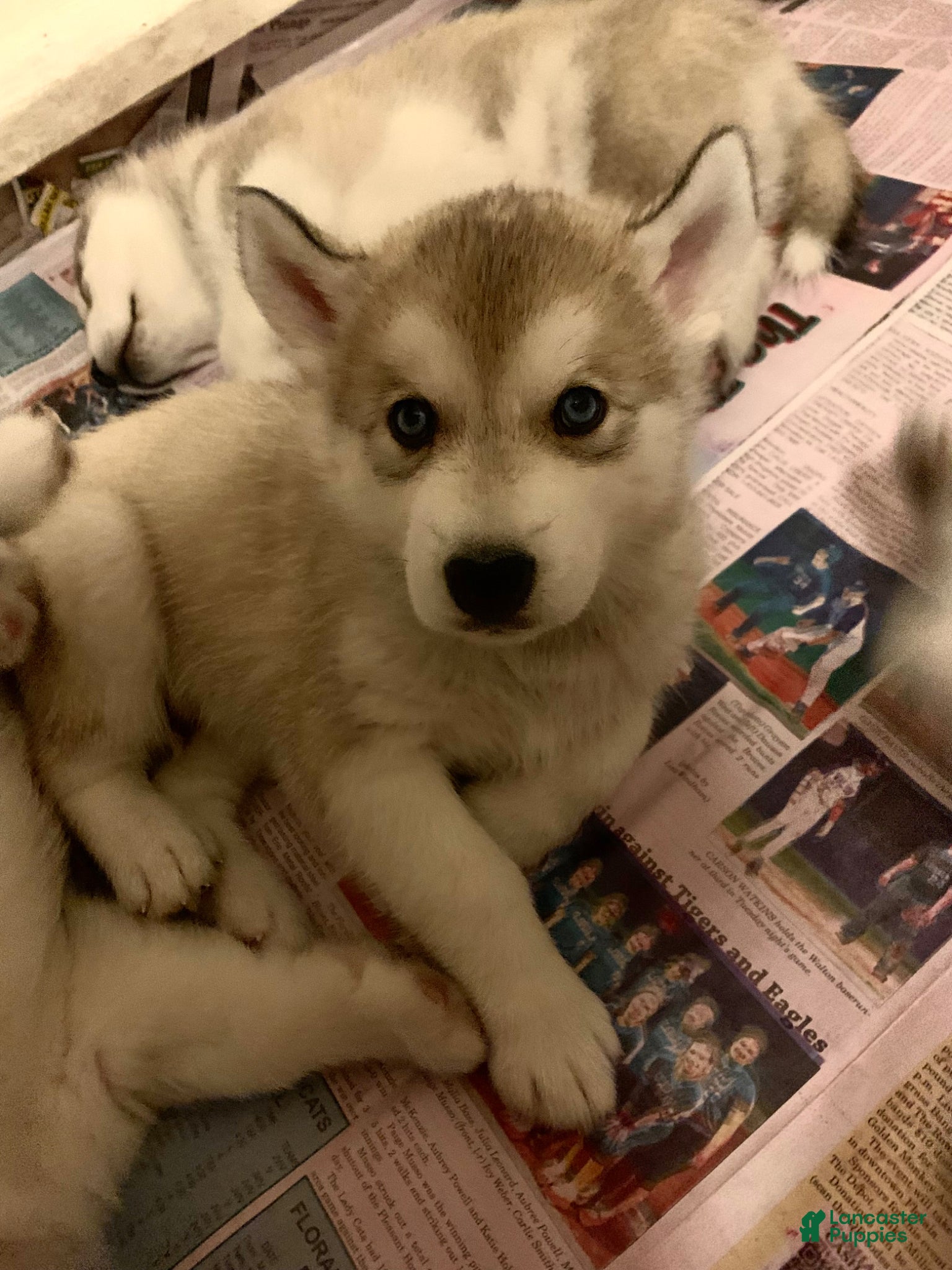 Alaskan Malamute dogs Nanook—Reserved - Ad 4
