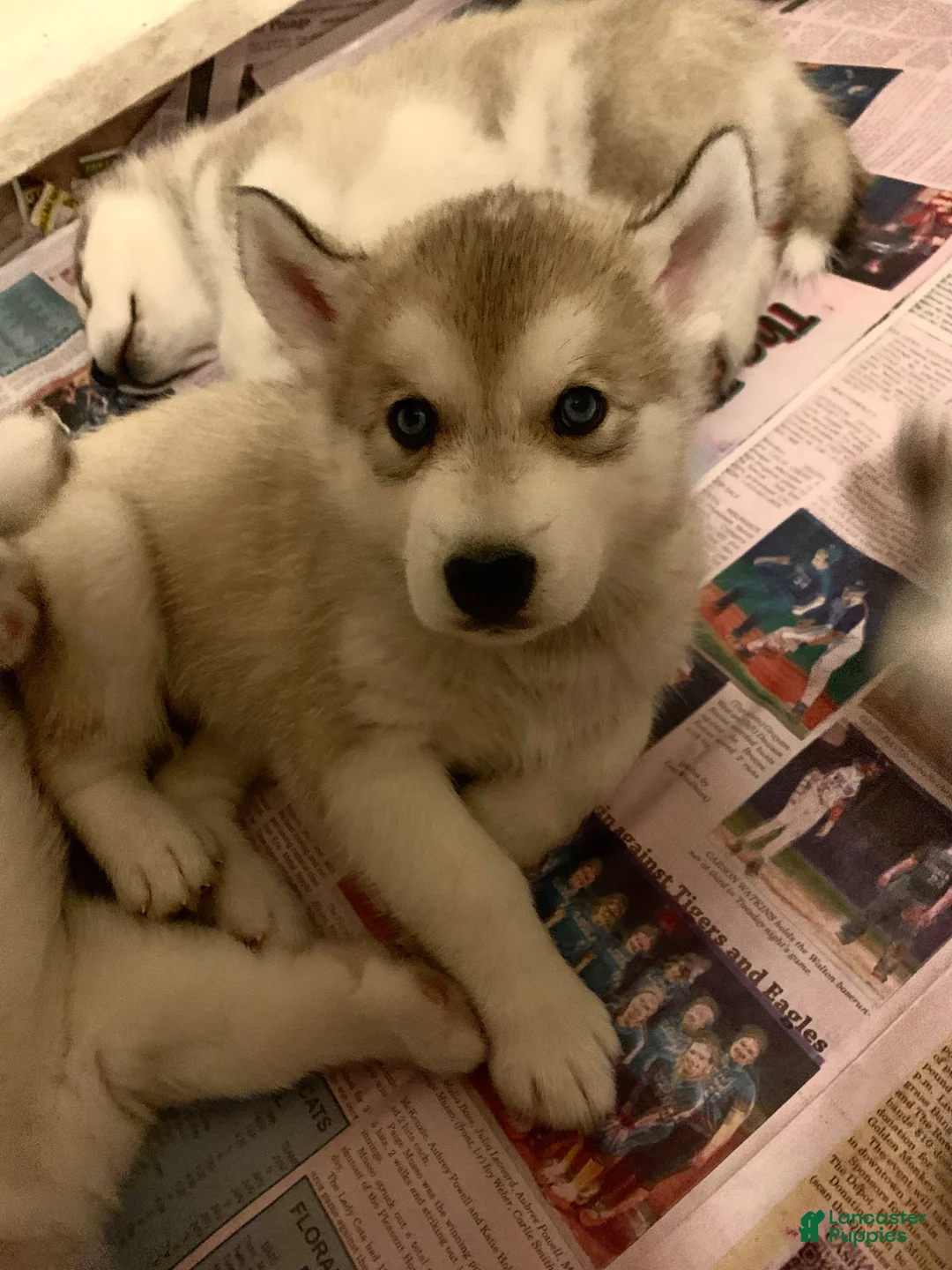 Alaskan Malamute dogs for sale: Nanook—Reserved - Ad 1