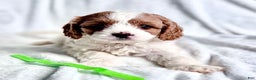 Cavapoo dogs for sale: Penelope - Ad 7