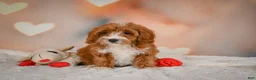 Cavapoo dogs for sale: Carter - Ad 3
