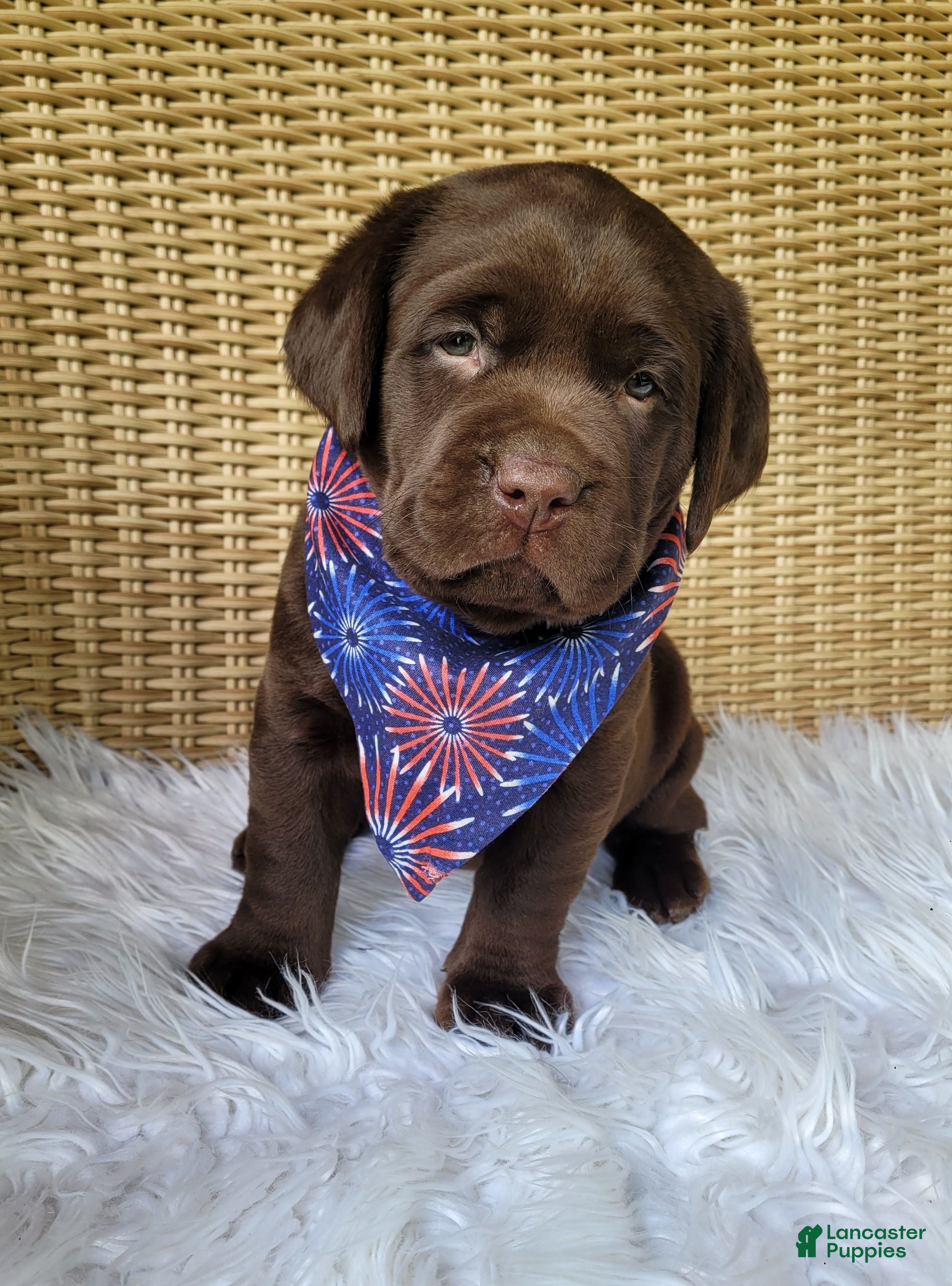 Labrador Retriever dogs Tucker - Ad 1