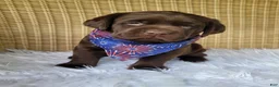 Labrador Retriever dogs for sale: Tucker - Ad 1