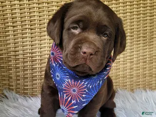 Labrador Retriever dogs for sale: Tucker - Ad 3