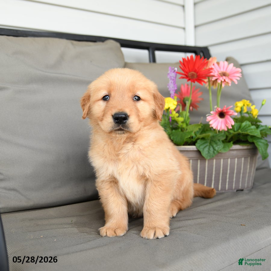 Golden Retriever dogs Milton - Ad 2