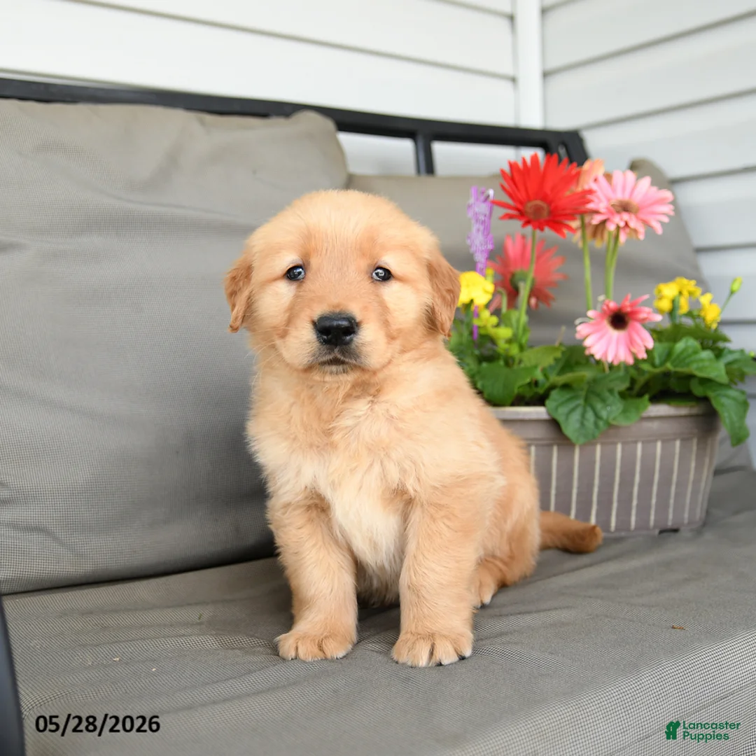 Golden Retriever dogs for sale: Milton - Ad 2