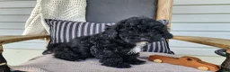 Mini Bernedoodle dogs for sale: Brock - Ad 8