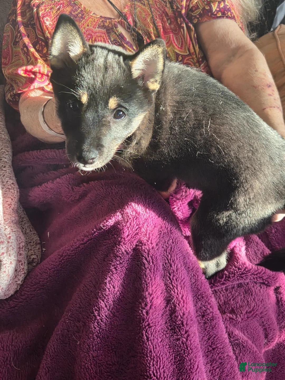 Shiba Inu dogs for sale: Shiba Inu Puppy 3 Pink - Ad 2