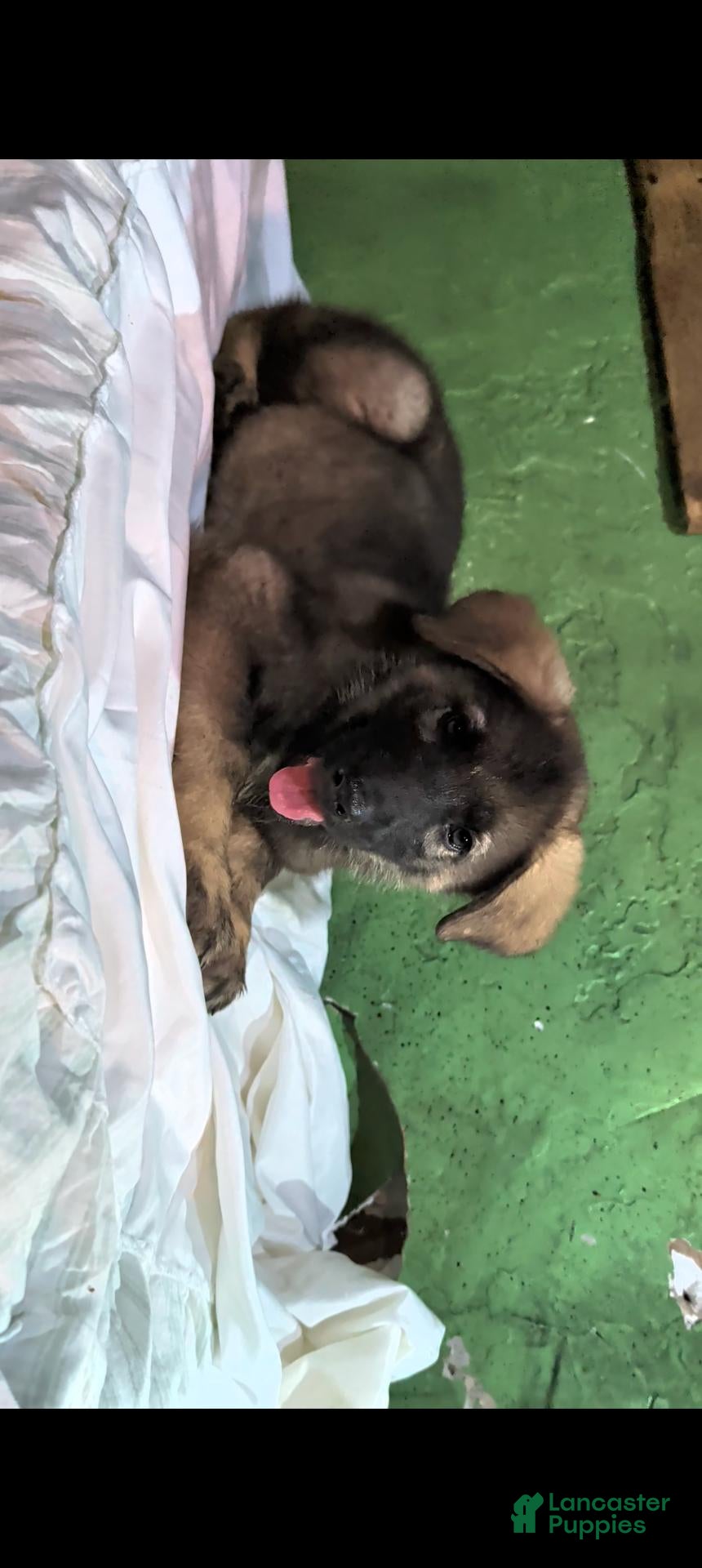 German Shepherd dogs German Shepherd 1 - Ad 36