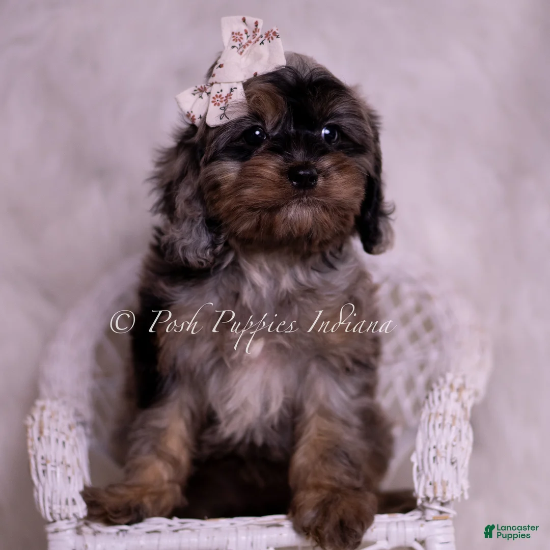 Cavapoo dogs for sale: Lucy Loo - Ad 2